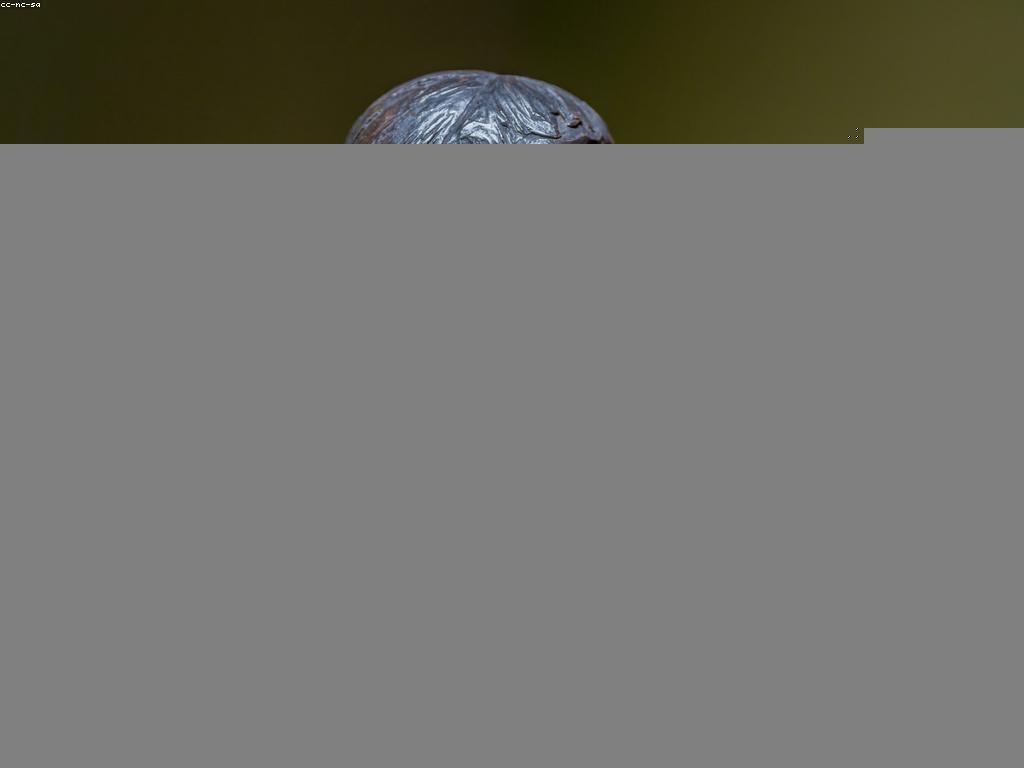 អានអំពីលទ្ធផលបាល់ទាត់ដែលមានឥទ្ធិពលលើអ្នករាំ